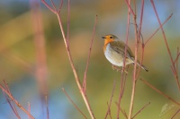 Cervenka obecna - Erithacus rubecula - European Robin 4961